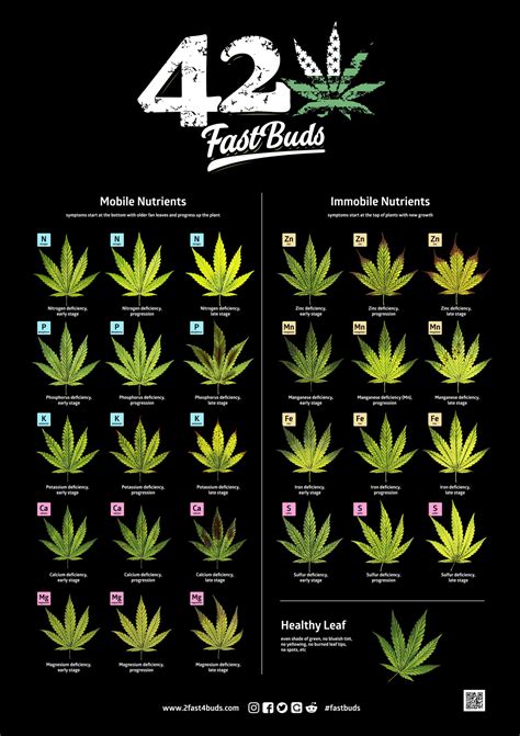 420 fast buds strain guide